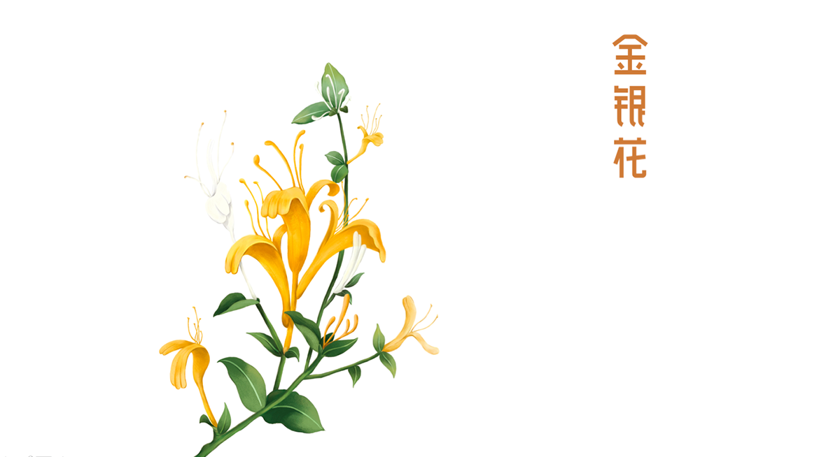 寶瓶堂傳統(tǒng)滋補(bǔ)行業(yè)品牌戰(zhàn)略升級(jí)－左右格局